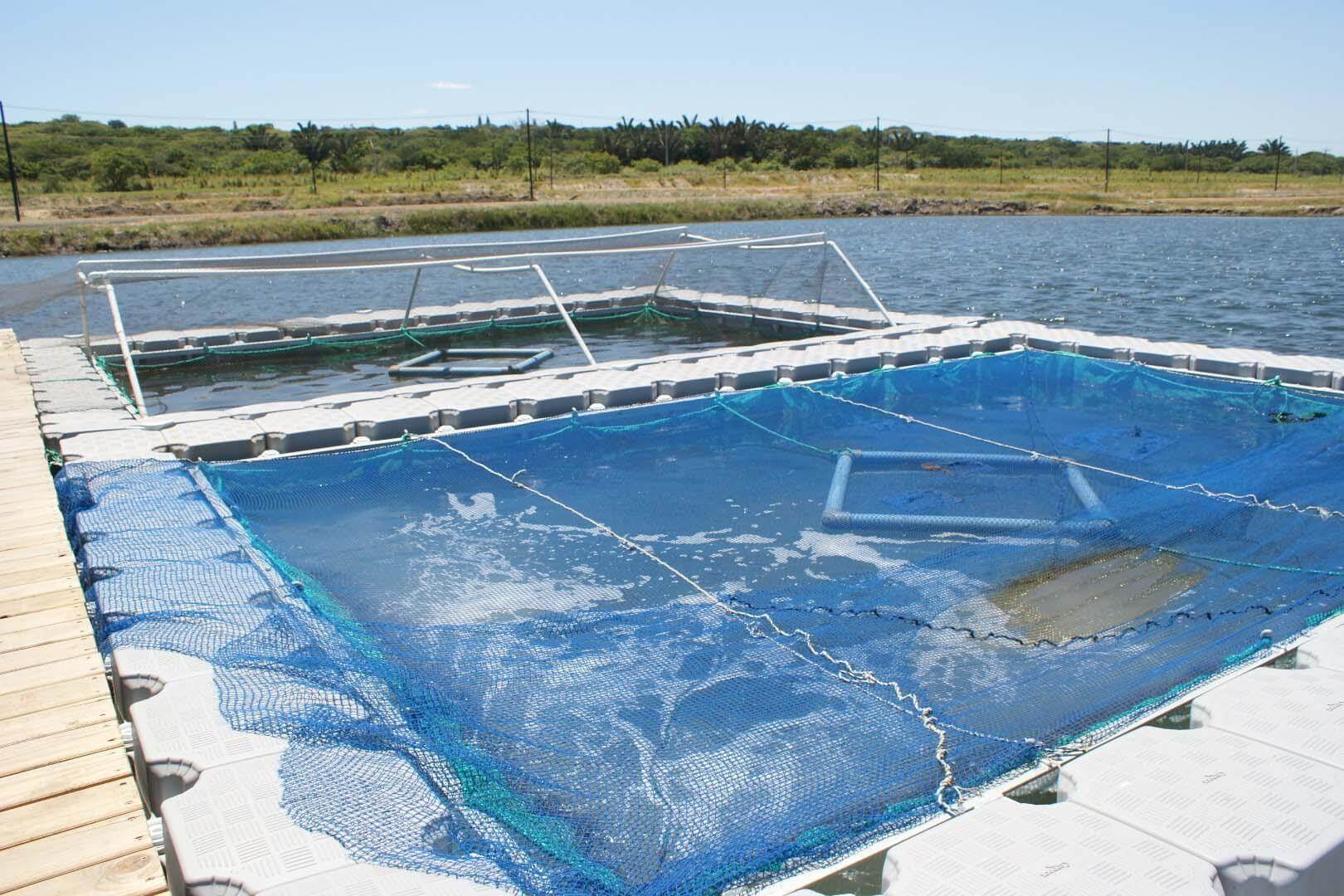 Aquaculture-floating docks - Aquaculture-floating docks - 5