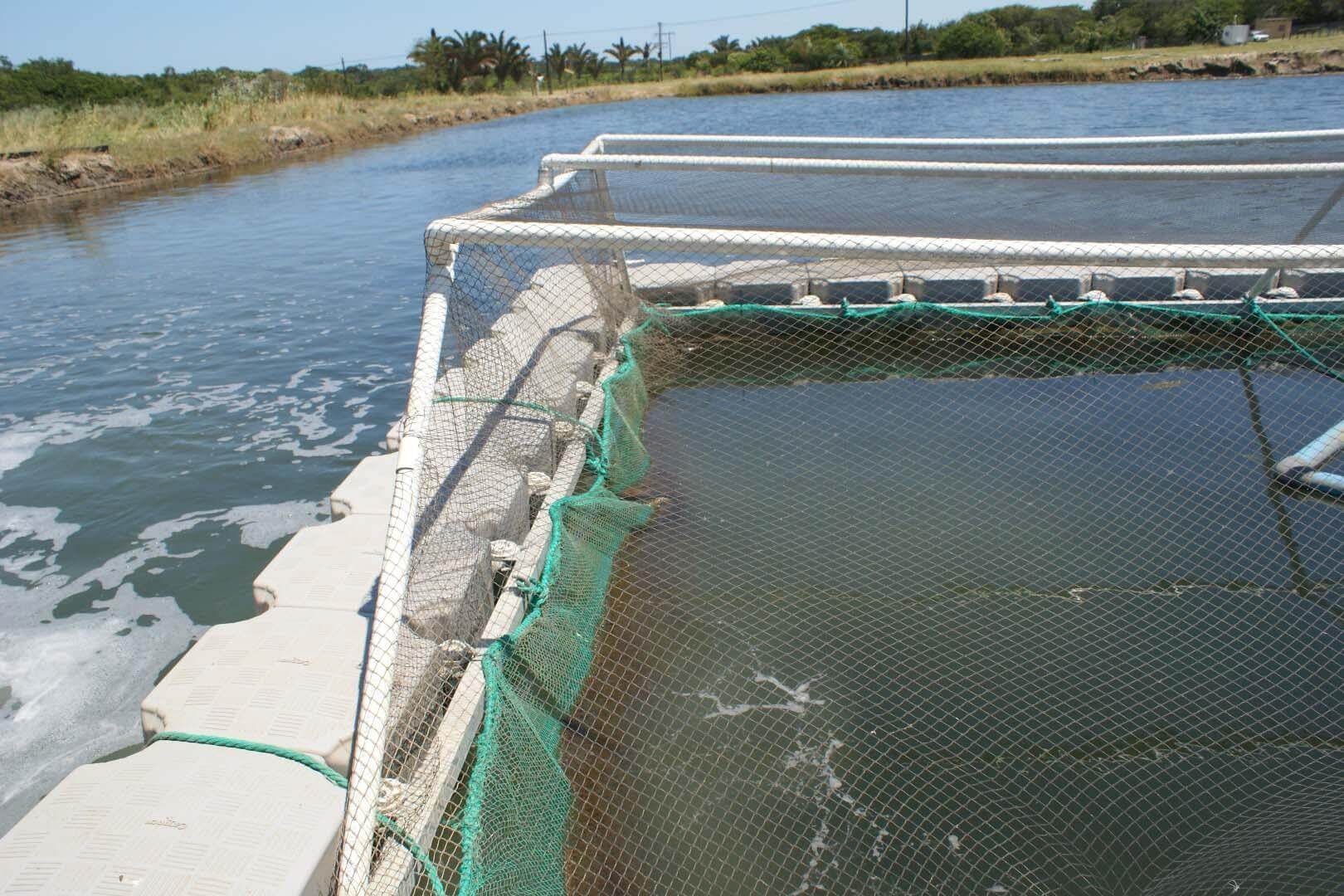Aquaculture-floating docks - Aquaculture-floating docks - 4